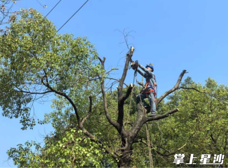工作人员正在对漓湘路沿线高大树木进行修剪。