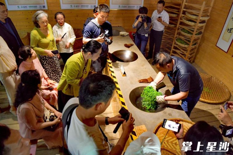 观摩传统制茶工艺。