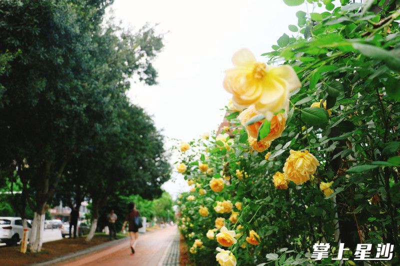 红色、黄色、白色的花朵层层叠叠，将原本单调的围墙装点成一条“鲜花长廊”。均为林畅 摄