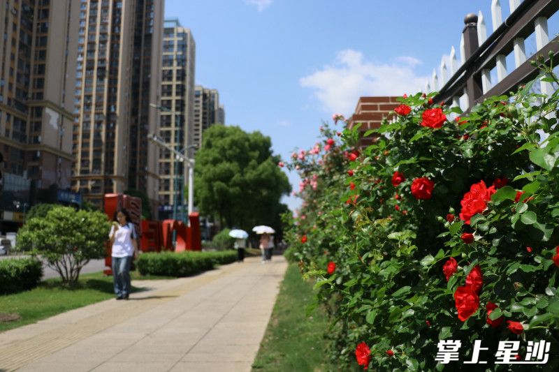 4月中旬起，蓝田路靠近学校一侧的藤本月季陆续进入盛花期。