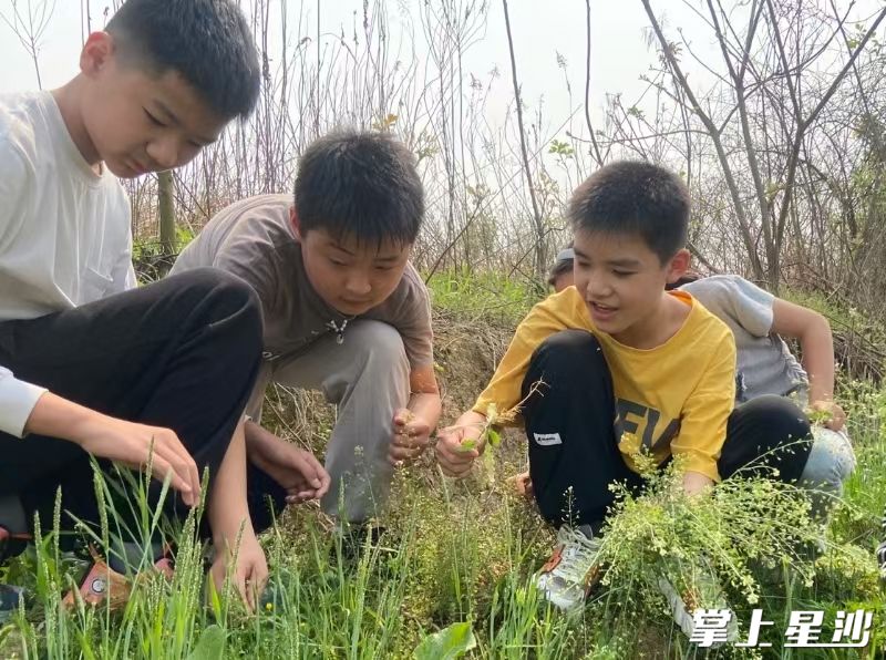 长沙市石丰小学开展“三月三地菜煮鸡蛋”民俗劳动实践。学校供图
