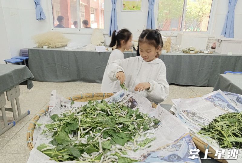 㮾梨街道大元中心小学开辟“乐桑园”，学生们亲手栽种桑树、细心喂养蚕宝宝。学校供图