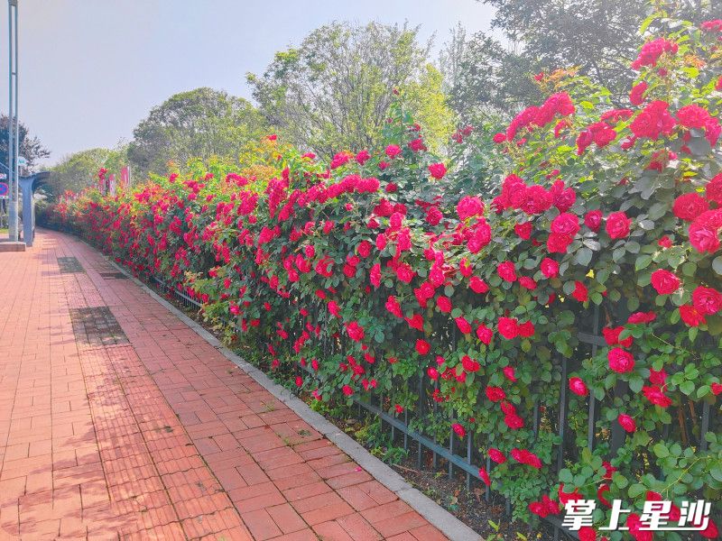 香堤路靠近松雅湖国家湿地公园区域的月季盛大绽放，“五一”期间吸引游客观光。均为叶甜供图