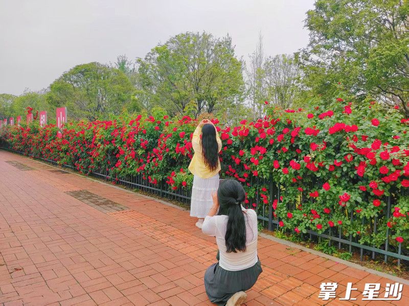 市民在月季花前拍照打卡。
