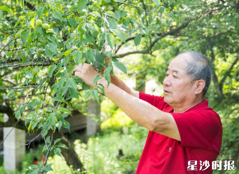 刘佩奇正在摘青梅。