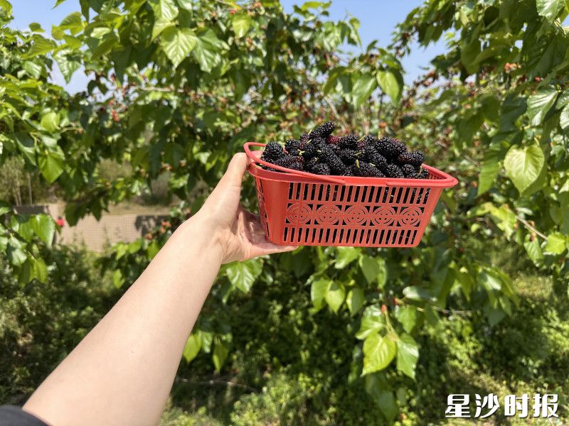 桑基鱼塘埂上的桑树下，游客们采摘着紫红桑葚。金井镇供图