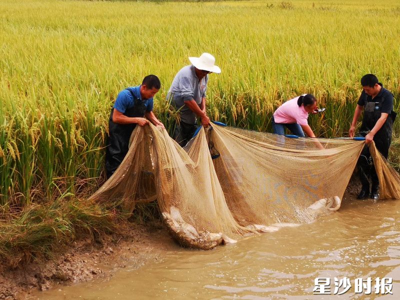 桑基鱼塘每年鲜鱼产量高，稻谷生长好、营养价值高。金井镇供图
