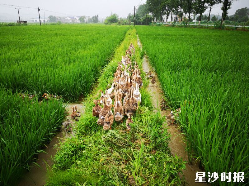 长沙智康农业依托金井镇优质的水土资源，创新构建“桑-稻-鱼-鸭”立体循环模式。金井镇供图