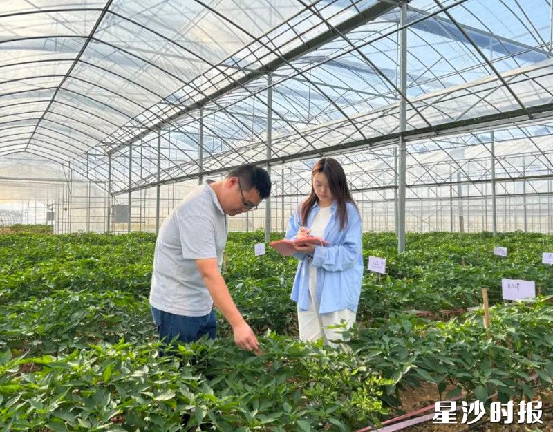 在有机蔬菜基地里，“皱皮辣椒”长势喜人。