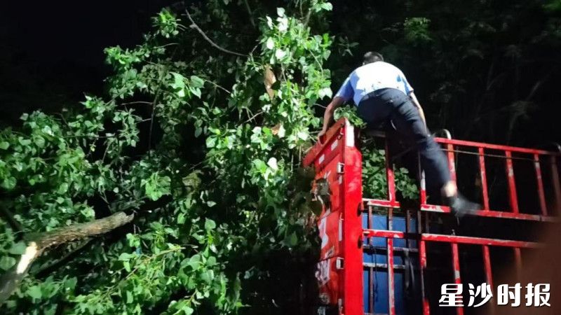 秋江线上树木有倒塌的情况，江背镇立即联合相关部门迅速完成倒伏树木清理及道路疏通，保障了主干道路通行安全。江背镇供图