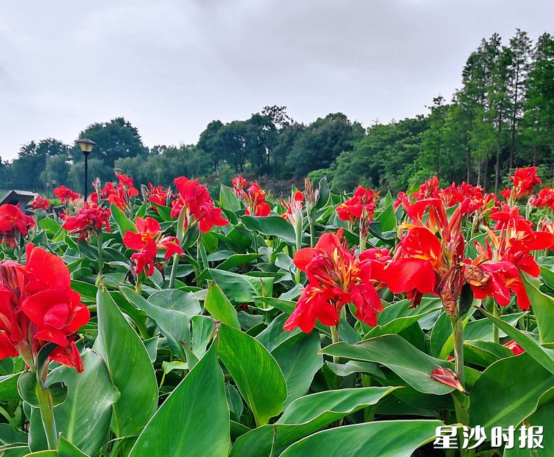 美人蕉花海，宛如一幅绚丽的水彩画铺展在湖边。