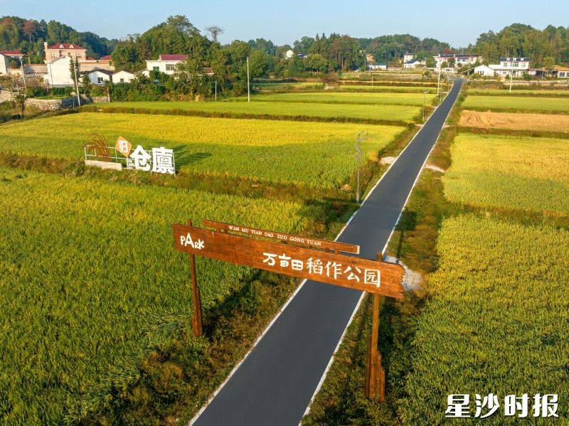 丰收时节，洪河村万亩良田片区稻田金黄一片。
