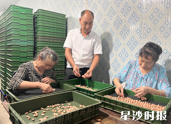 深山农特产品通过高效便捷的农村物流飞往全国各地。图为高桥镇凯雨通水培花生苗种植基地生产场景。长沙县交通运输局提供