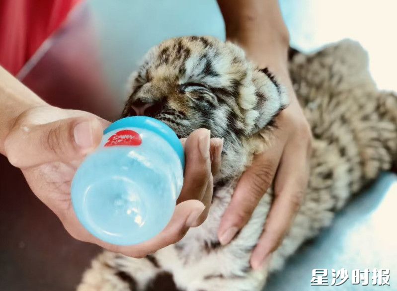 在长沙三珍虎园,10余只刚满月的东北虎幼崽成为了假期里最耀眼的“明星”。金井镇供图 在长沙三珍虎园,10余只刚满月的东北虎幼崽成为了假期里最耀眼的“明星”。金井镇供图