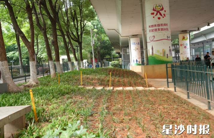 泉塘街道星沙大道桥下草皮补植约1000平方米。杨欣雨 摄 泉塘街道星沙大道桥下草皮补植约1000平方米。杨欣雨 摄