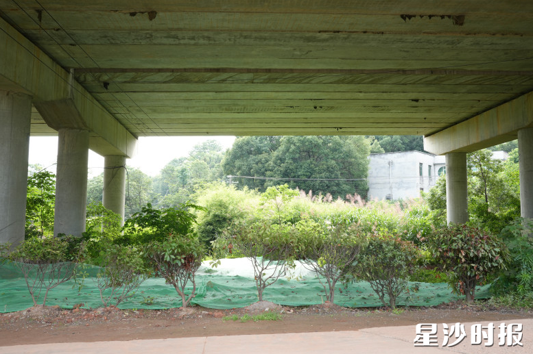 长龙街道的唐家大桥桥下,原本垃圾乱堆、杂草疯长。如今,这里建筑垃圾与白色垃圾被彻底清理,新增苗木30余株。杨欣雨 摄 长龙街道的唐家大桥桥下,原本垃圾乱堆、杂草疯长。如今,这里建筑垃圾与白色垃圾被彻底清理,新增苗木30余株。杨欣雨 摄