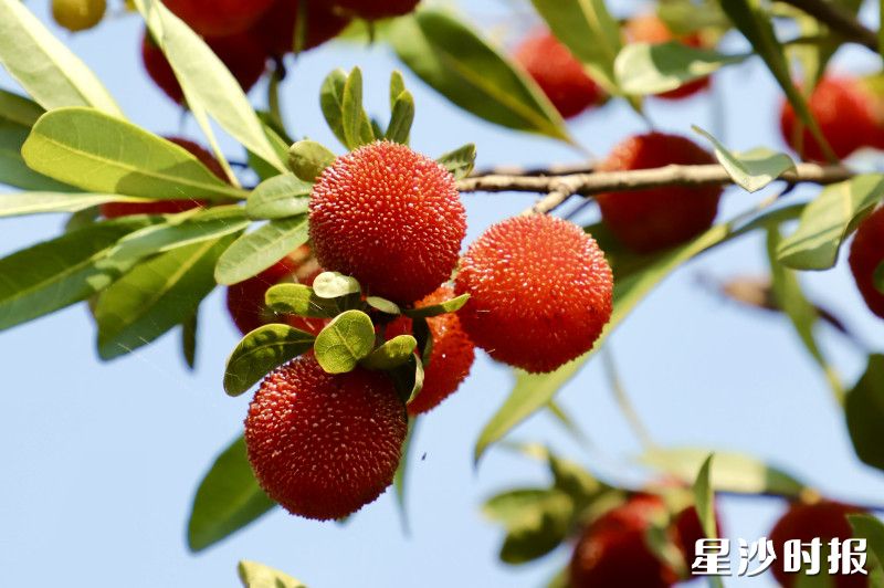 簇簇果实如同精心雕琢的红宝石，在阳光下闪耀着诱人光泽，让人垂涎欲滴。均为阮霖浩 摄