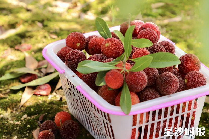 早熟的王子安海，拥有着令人愉悦的酸甜口感。