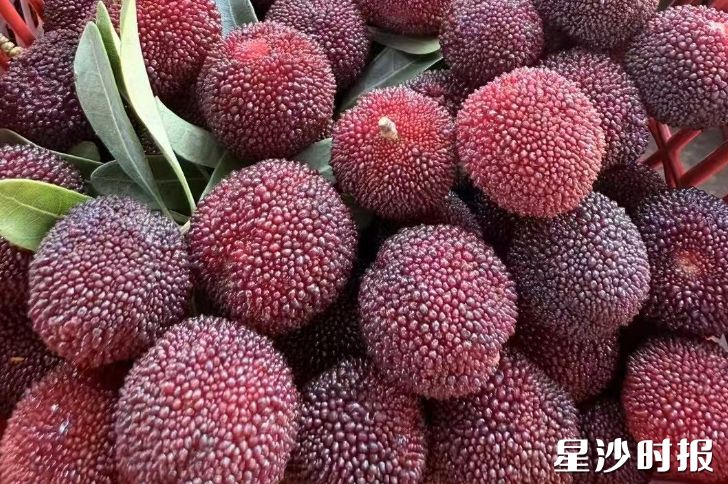 长沙三珍虎园400余株杨梅树已迎来最佳采摘期。均为金井镇供图