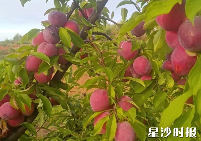 鑫旺源农庄的200亩果园里，早熟李子挂满枝头，空气中浮动着蜜甜香气。