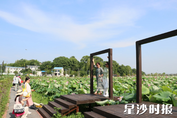长沙县长龙街道荷花盛放，吸引游客观光打卡。均为林畅 摄