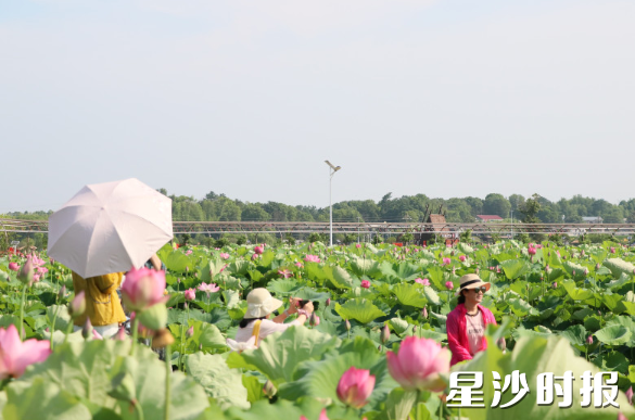 游客在荷花池拍照打卡。