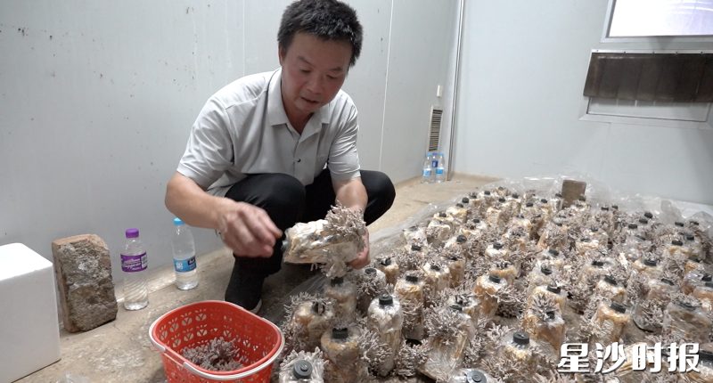 新品种食用菌龙爪菇在长沙县高桥镇成功实现设施化栽培。均为高桥镇供图