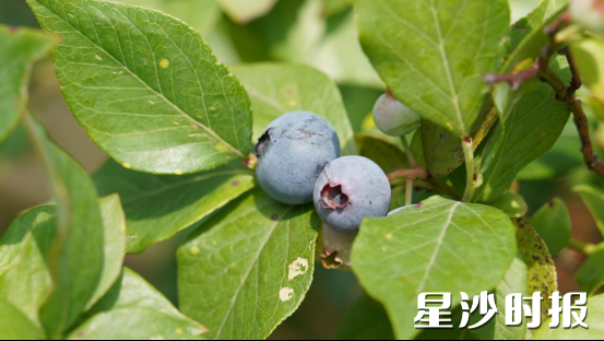 开慧镇开慧村润沃蓝莓基地，饱满的“蓝宝石”缀满枝头，熟透的蓝莓表面包裹着一层薄薄的果霜，透出幽微的蓝紫色。