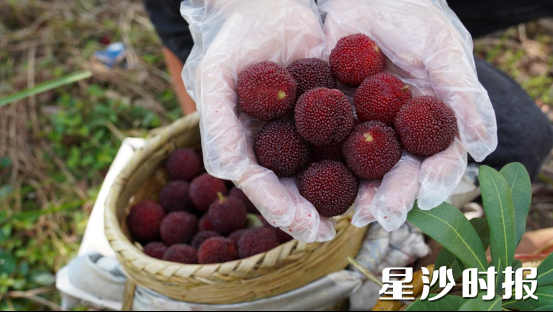开慧镇白沙村一帆现代农业科技有限公司杨梅园，一颗颗杨梅如同精心雕琢的红宝石，在阳光下闪耀着诱人光泽。