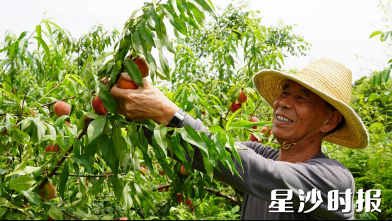 开慧镇白沙村周庄种植专业合作社，一整套果园管理“组合拳”，推动种植模式从此前的粗放型种植转向精细化经营。均为邬振 摄