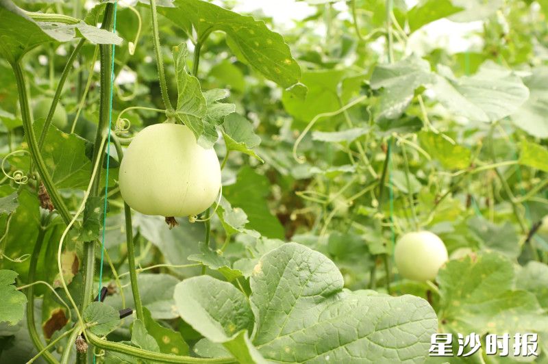 大棚里的本地香瓜已经成熟，期待着游客朋友前来采摘。