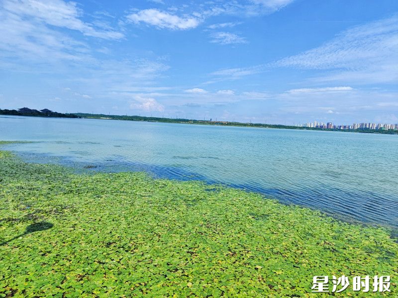 湖南松雅湖国家湿地公园内荇菜茂盛，十分壮观。均为松雅湖湿地自然学校供图