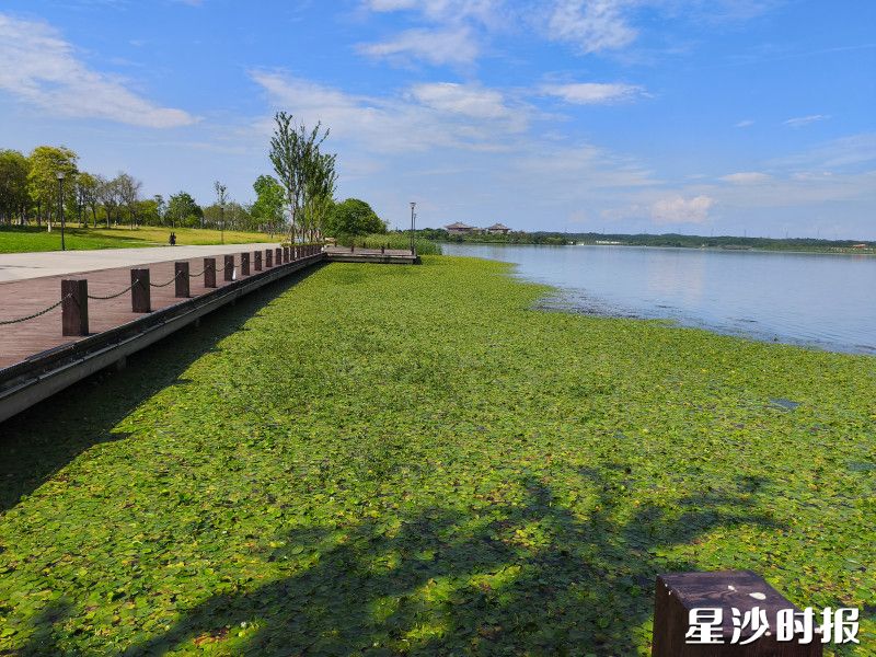 松雅湖湿地自然学校将在本月21日开展关于荇菜解说牌的设计课程。