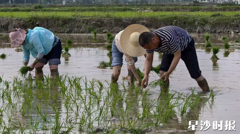 农技技术培训现场，学员们下田学习插秧。