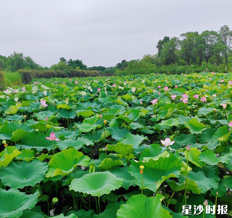 湖南松雅湖国家湿地公园里，粉嫩的荷花在雨中绽放。均为叶甜供图