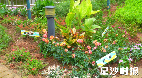 阳光花园种植了月季等喜阳植物。长沙县城管局供图 阳光花园种植了月季等喜阳植物。长沙县城管局供图