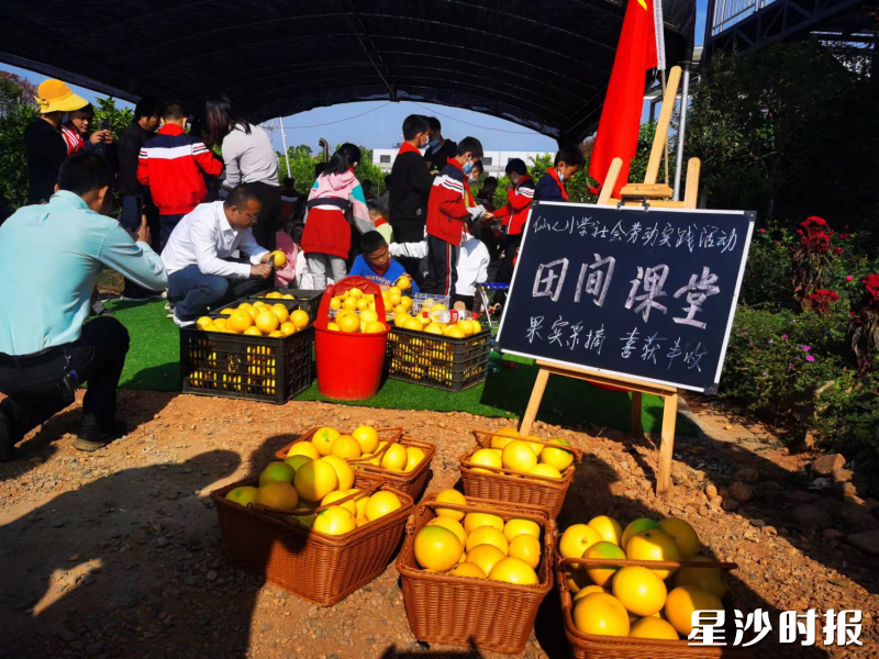 仙人市村党总支创新打造“田间课堂”党建品牌。
