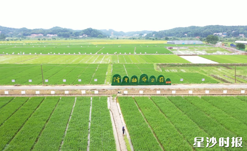 隆平稻作公园。均为长沙县农业农村局供图
