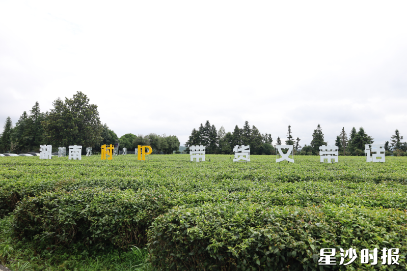 湖南“村IP计划”活动在长沙县金井镇金龙村盛大启幕。吴杰 摄