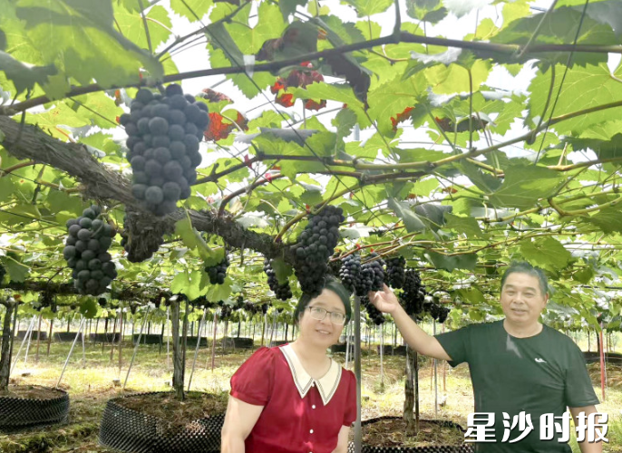 科技特派员在葡萄园内指导种植。均为县科技局供图