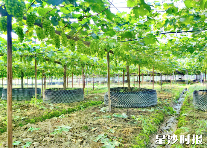 葡萄挂满枝头。
