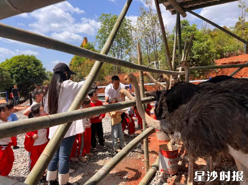 游客正与鸵鸟互动。