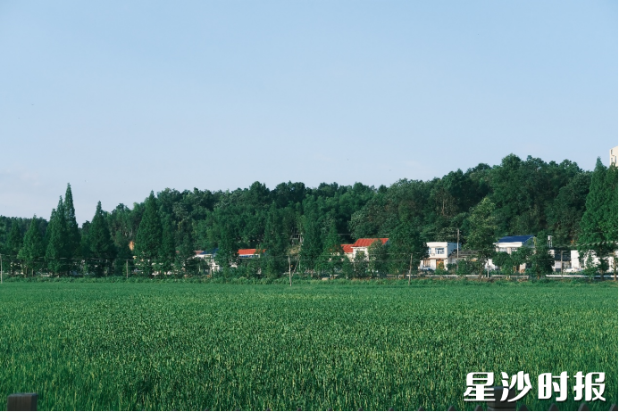 湘丰村美丽田园。