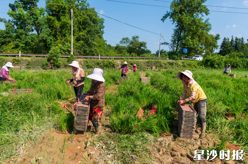 农民们正在打包育秧盘。 均为刘思源 摄