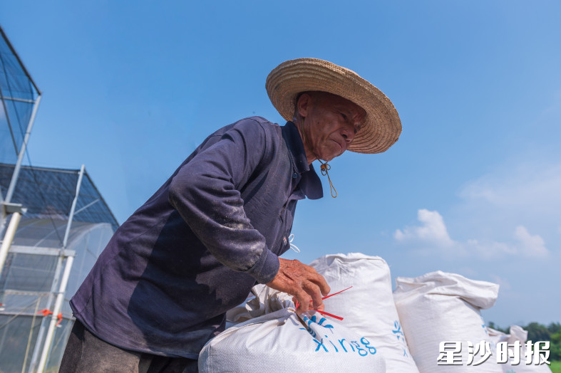 农户将稻谷打包好，运回晾晒。