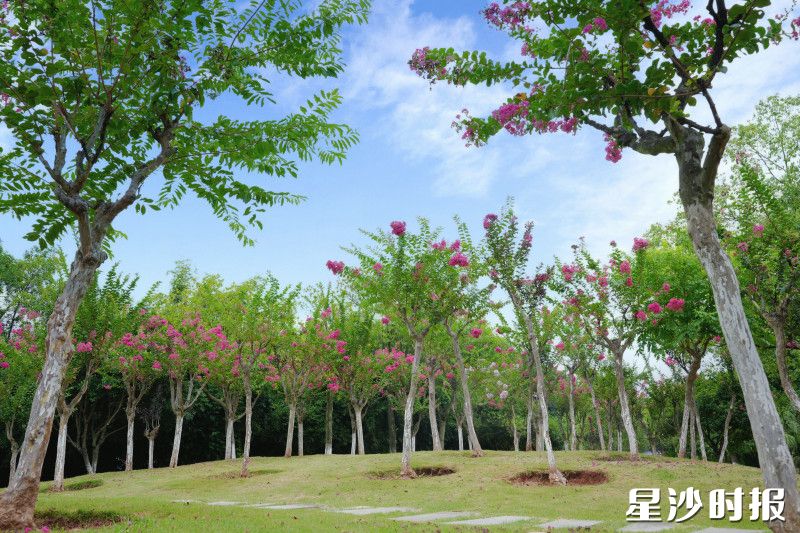 长沙县特立公园西南角处，成片的紫薇花竞相开放。均为杨欣雨 摄