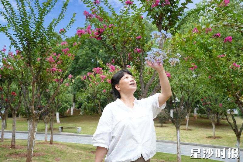 女士正穿梭在花丛间，精心寻找角度，与紫薇花合影留念。