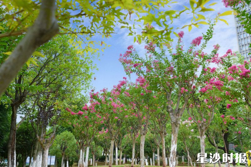 紫薇花笔直站立，与周边的景色融为一体，紫红色的花朵点缀公园绿意。