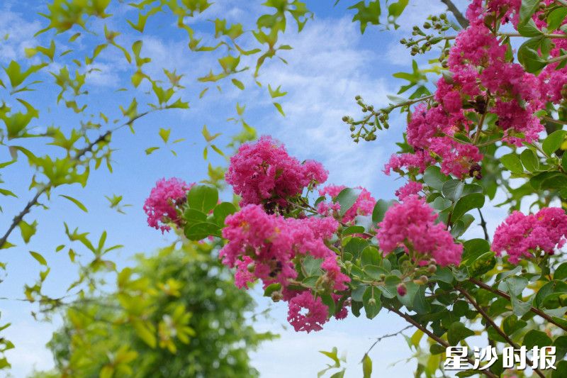 一株株紫薇花探出头来，让美景绽放在城市的各个角落。