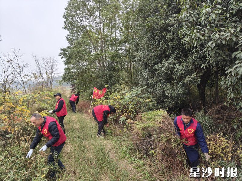 组织各支部党员负责清理各片区的一枝黄花。